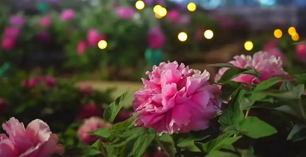 【寵粉互動(dòng)】結(jié)果揭曉！快來(lái)欣賞粉絲們的“大作”！