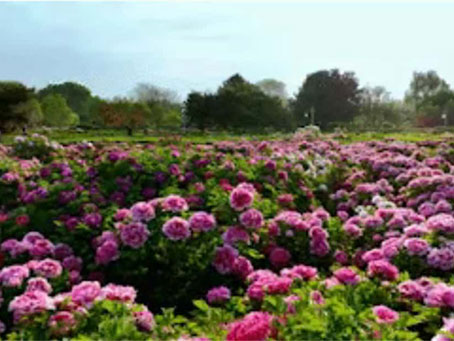 牡丹綻妍 譜寫(xiě)新篇——中集攪拌誠(chéng)邀您品鑒樣車·共賞牡丹