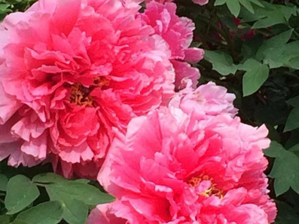 四月目光齊聚洛陽，牡丹花會驚艷開幕