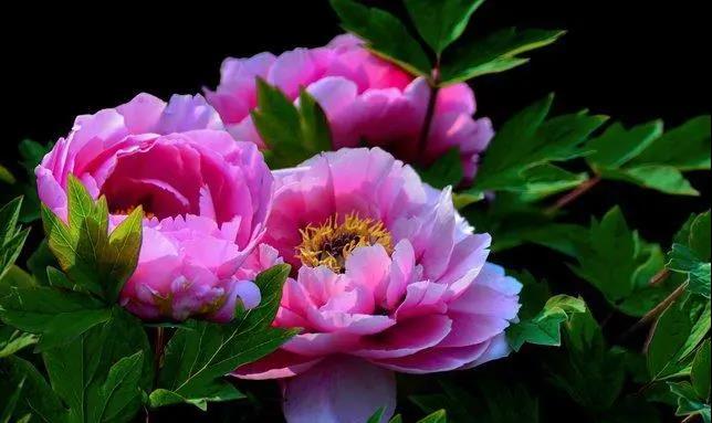 【“豫”見高端 “洛”賞牡丹】您有一封來(lái)自凌宇汽車的邀請(qǐng)函，請(qǐng)查收！