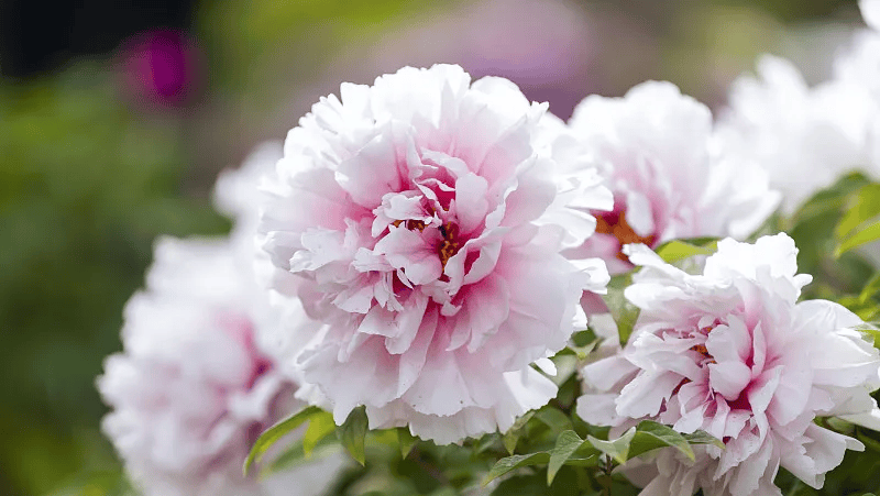 牡丹綻妍 譜寫新篇——中集攪拌邀您游洛陽，賞牡丹，品樣車，觀產(chǎn)線